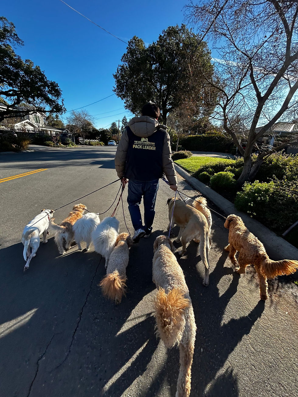 Structured Pack Walk and Pack Leader Dynamic