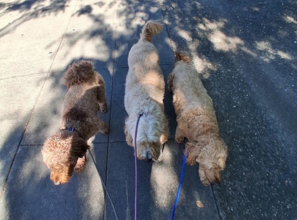 dogs on a structured pack walk in Sunnyvale, Santa Clara County