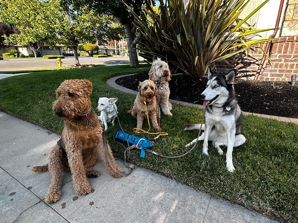 Gentleman's Paw Pack Walk Recap in Campbell, CA
