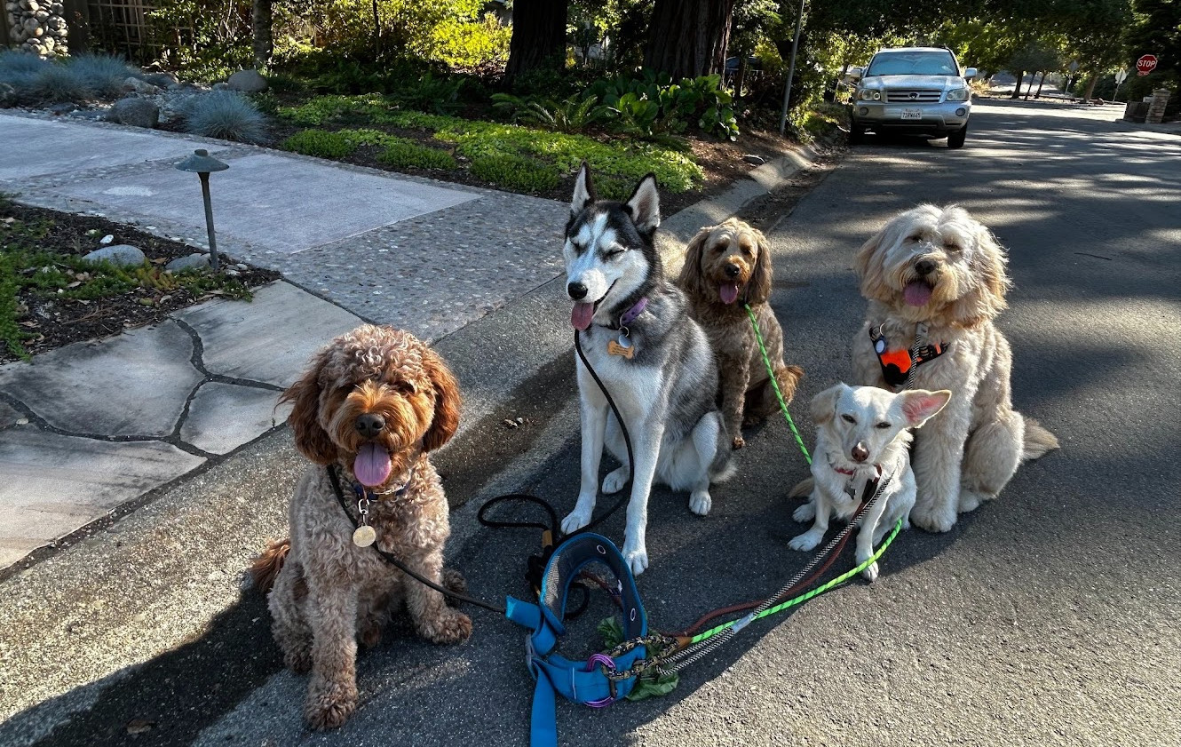 photo recap of a structured pack walk