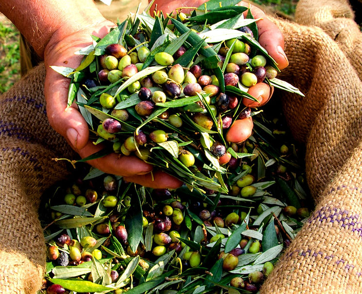 Man Holding Olives_edited.jpg