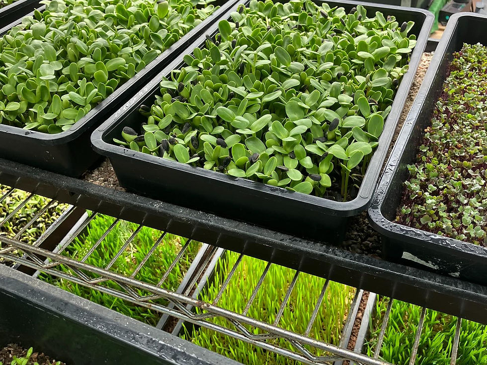 Taw Valley Microgreens: Small Greens, Big Impact for Local, Sustainable Living