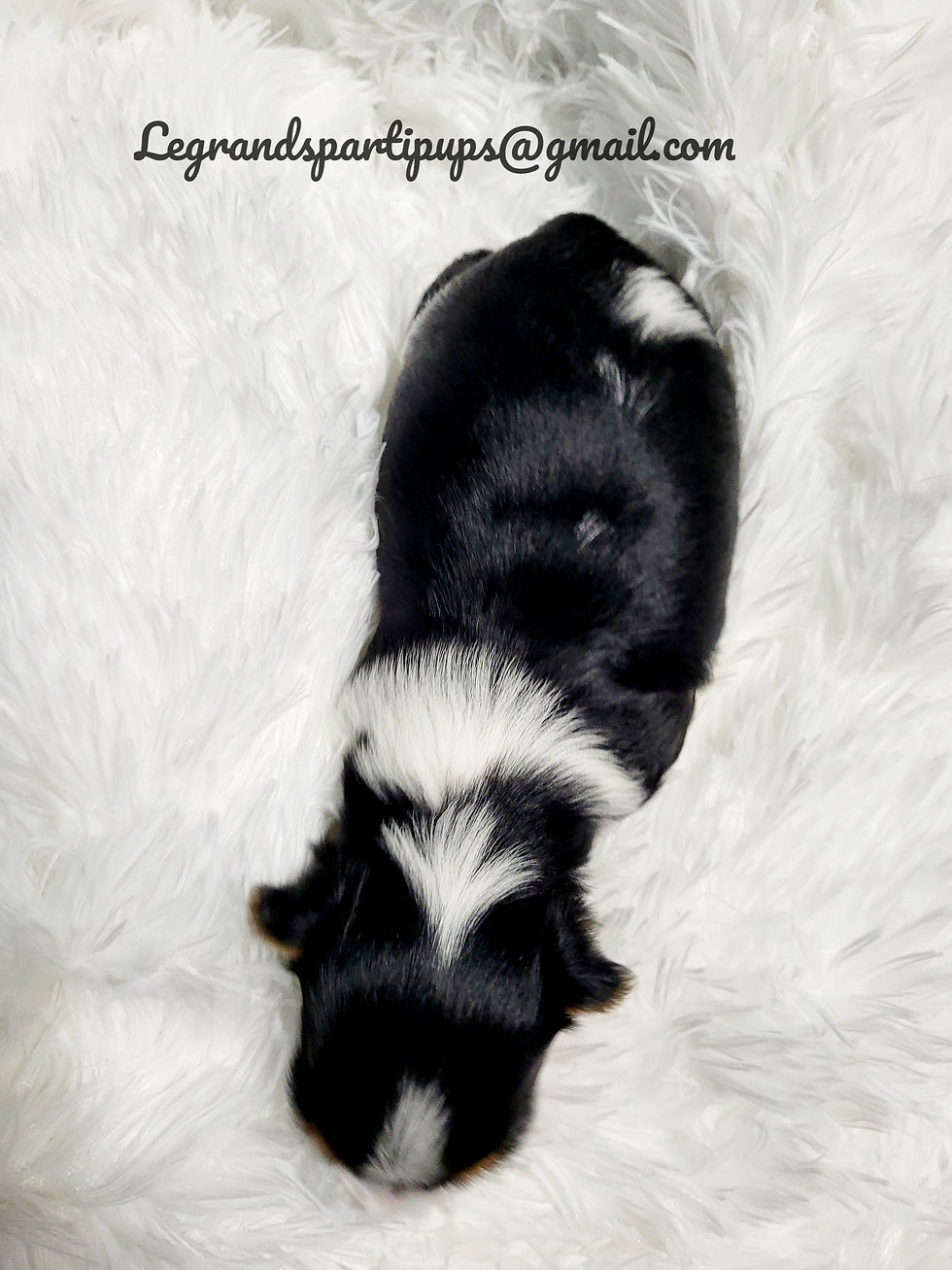 Thumbnail: Male Parti Yorkshire Terrier 