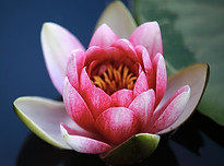 water-lilies-1825477_960_720.jpg