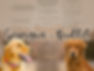 Thousand Lake Retrievers, akc golden retrievers, golden retrievers, utah golden retrievers, field bred Goldens, puppies