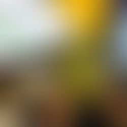 Street Trees of Seattle: Taha Ebrahimi's walking guide through our green treasures.