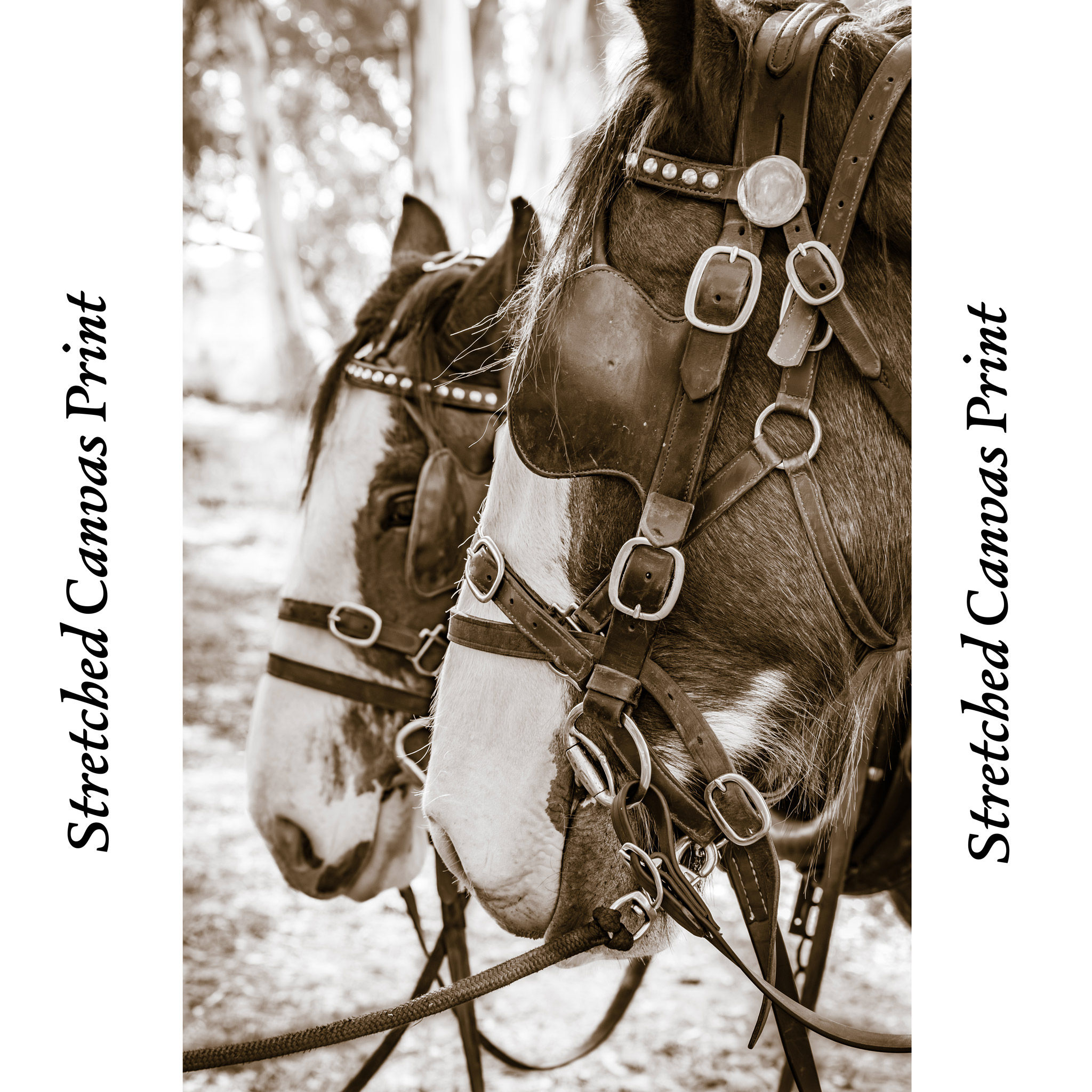 Clydesdales 'smoko time' stretched canvas prints