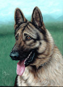 german shepherd2-01.jpeg