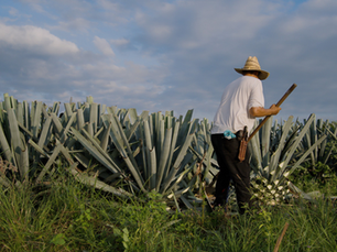 Régimen Fiscal y Marco Normativo del Impuesto Especial sobre Producción y Servicios (IEPS) Aplicable al Sector Mezcalero en México.
