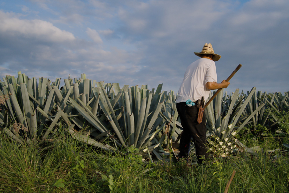 Muestra una persona del campo cortando agave