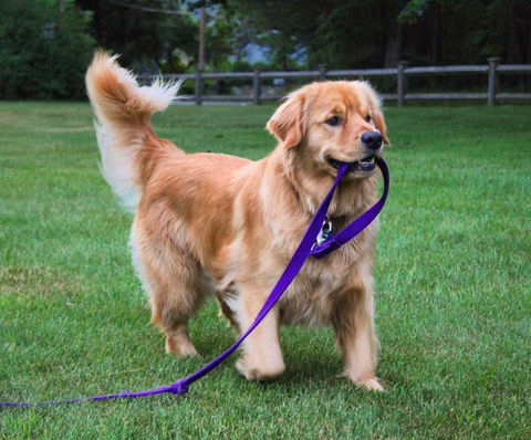 A Dumont Goldens Retriever running in the grass with a leash in it's mouth.