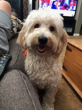 A mini goldendoodle.