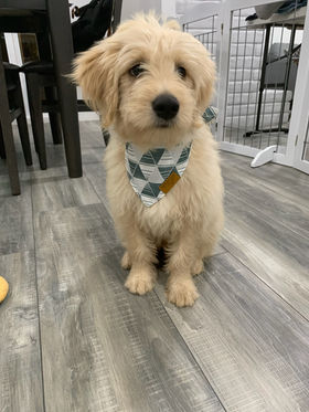 A goldendoodle siting on the kitchen floor.