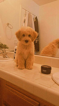 A mini goldendoodle siting on a bathroom countertop.