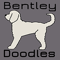 Bentley doodles logo.