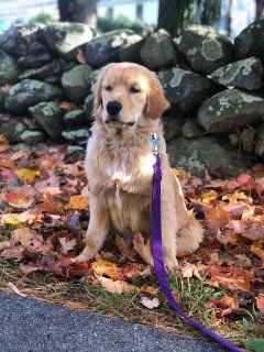 A golden retriever posing with a leash.