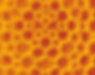 Close-up honeycomb pattern representing trypophobia triggers