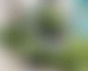 The Top 10 Indoor Plants That Can Purify the Air in Your Apartment