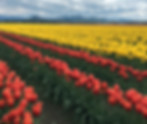 Skagit Valley Tulip Festival Fields near La Conner
