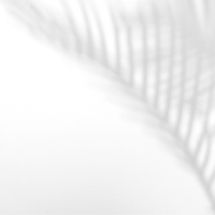 Plant Shadow_edited.jpg