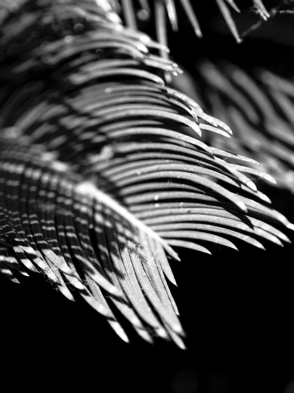 sony a6700 black and white picture profile