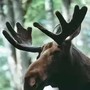 Moose.avif