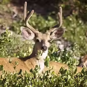 Deer.avif