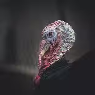 Wild Turkey.avif