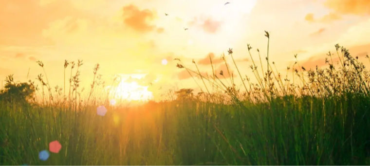 spring sunshine_edited.jpg