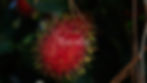 Rambutan-finca-22