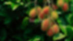 Rambutan-finca-5