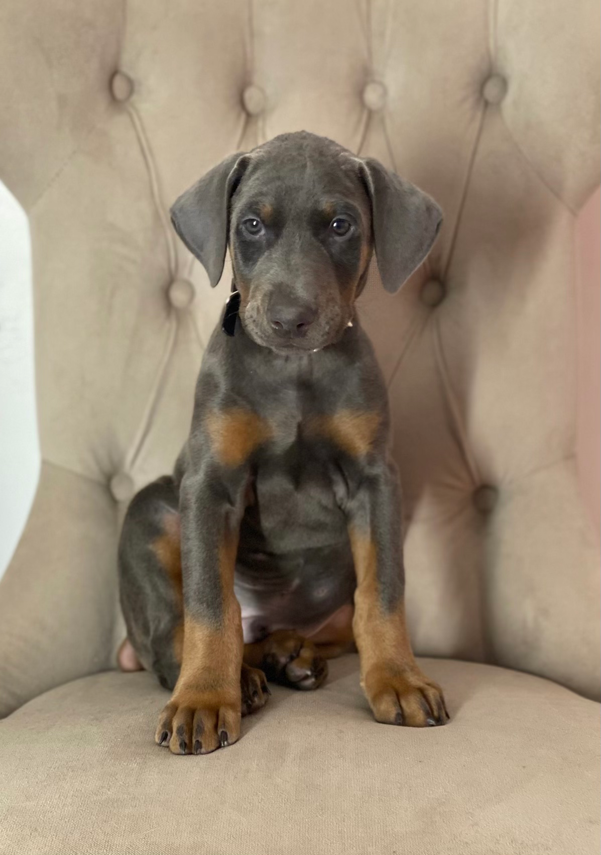 Uncropped (ears) blue and rust female doberman puppy