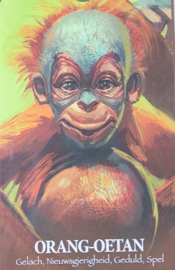 Kleurrijk portret van een orang-oetan met nieuwsgierige blik; onderaan staat ORANG-OETAN en de tekst Gelach, Nieuwsgierigheid.