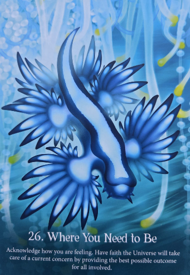 Blauwe abstracte bloemvormen op waterige achtergrond met titel 26. Where You Need to Be en kleine Engelstalige tekst onderaan.