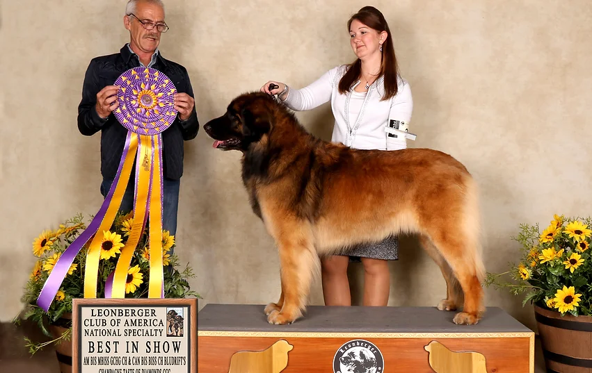 lca leonberger