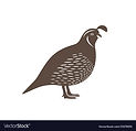 quail-vector-31078051.jpg
