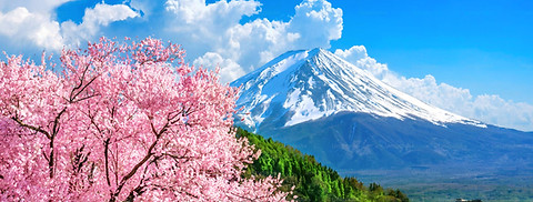 sakura anf fji mountain in home page of albayrak travel company in tokyo