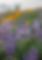 Lupine at Lewis Butte RURAL VALLEY LIFE.JPG