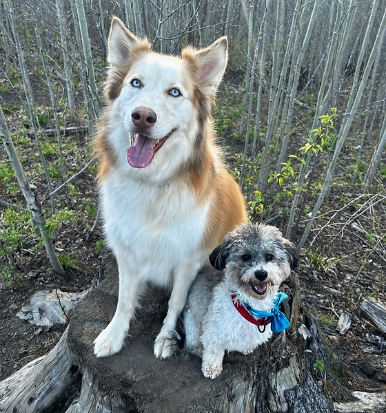 cute dogs