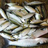 fish05_3509.JPG