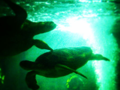 My first Project - Ruby - CLI Data GEM