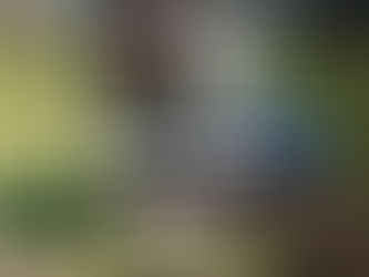 29 de agosto - Día del Árbol