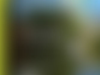 Este viernes aprenderemos sobre los Árboles de la ciudad de La Plata, ¡Sumate!