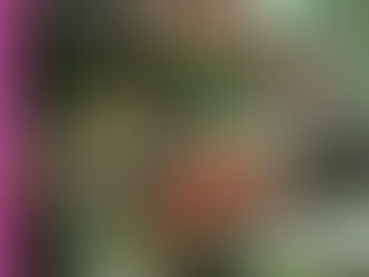 Este viernes aprenderemos sobre el Jardín Botánico Oro Verde en la provincia de Entre Ríos, ¡Sumate!