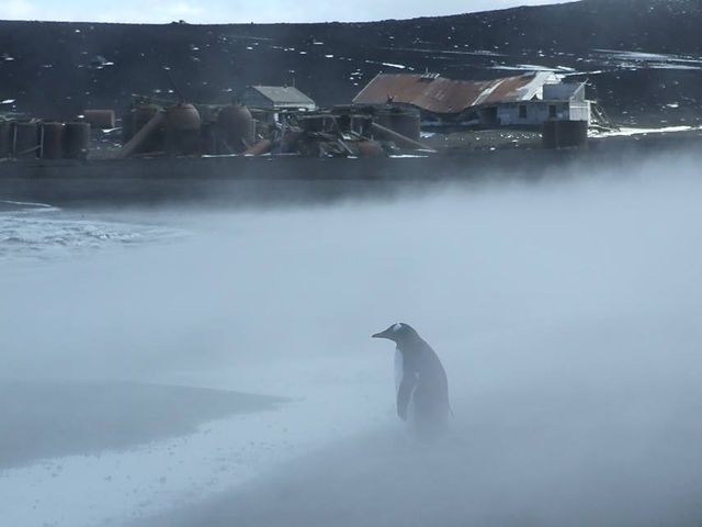Gentoo penguin in steam