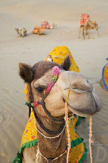 A happy camel in the Thar Desert of India_.jpeg
