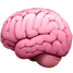brain-apple (1).png