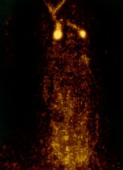 13406796_1806188892942256_1927822819015757963_n