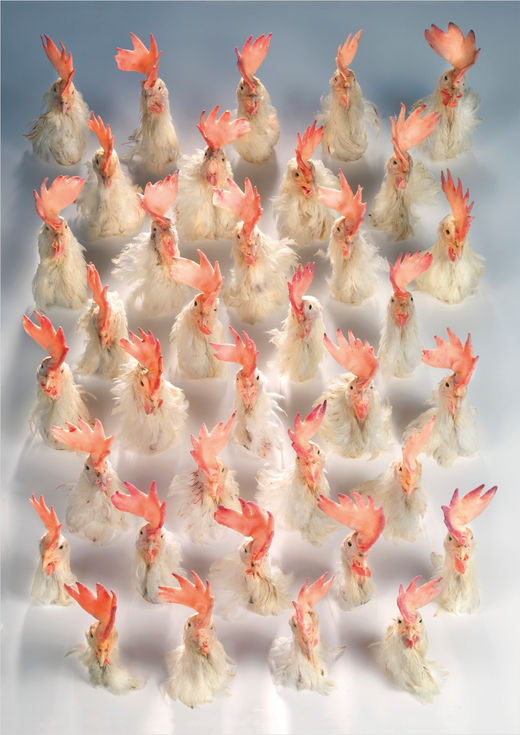 Walter_Oczlon_Breding & Order_12.jpg