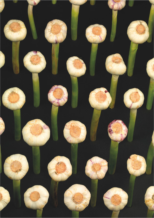 Walter_Oczlon_Breding & Order_15.jpg